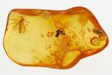 Fossil Ant-Like Stone Beetle and True Midge in Baltic Amber #300662-1